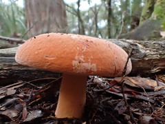 Lactifluus clarkeae