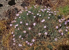 Dianthus hypanicus