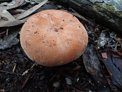 Lactifluus clarkeae