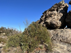 Eucalyptus stricta