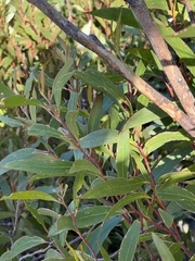 Eucalyptus stricta