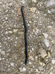 Ichthyophis supachaii