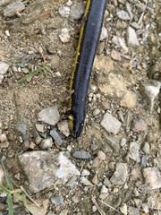 Ichthyophis supachaii