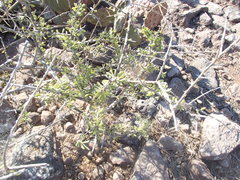 Coursetia glandulosa