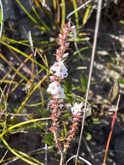 Epacris gunnii