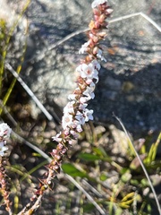 Epacris gunnii
