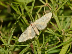 Eupithecia despectaria