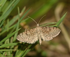 Eupithecia hilariata
