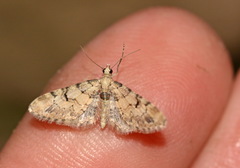 Eupithecia stigmaticata