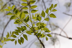 Fraxinus sogdiana