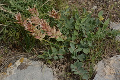Astragalus megalomerus