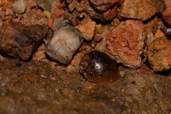 Bullastra lessoni