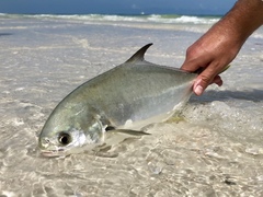 Trachinotus carolinus
