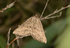 Menophra praestantaria