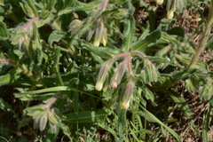 Onosma dichroantha