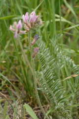 Oxytropis pilosissima