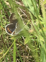 Plebejus samuelis
