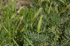 Vicia subvillosa
