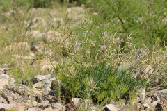 Astragalus falcigerus