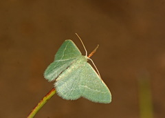 Phaiogramma etruscaria