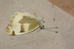 Pieris krueperi