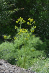 Prangos pabularia