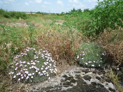 Dianthus hypanicus