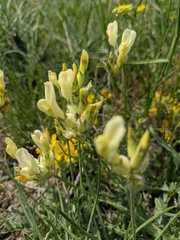 Astragalus glaucus