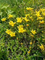 Linum pallasianum