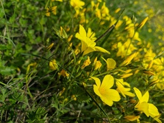 Linum pallasianum