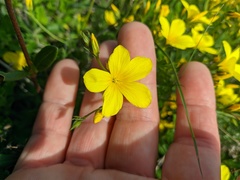 Linum pallasianum