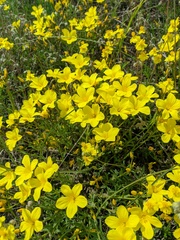 Linum pallasianum