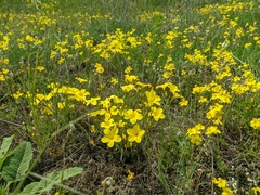 Linum pallasianum