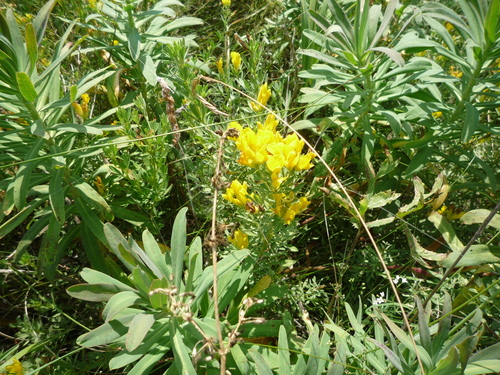 Chamaecytisus austriacus, photograph 2
