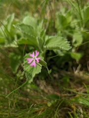 Silene subconica