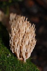 Artomyces austropiperatus
