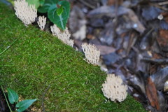 Artomyces austropiperatus