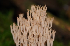 Artomyces austropiperatus
