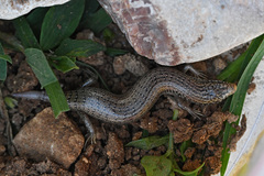 Chalcides ocellatus ocellatus