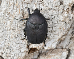 Protaetia afflicta