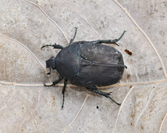 Protaetia afflicta