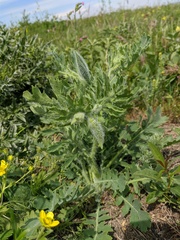 Glaucium corniculatum
