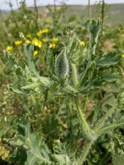 Glaucium corniculatum