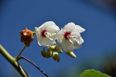 Dombeya burgessiae