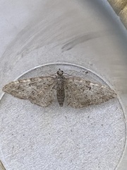 Eupithecia abbreviata