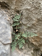 Myriopteris gracilis