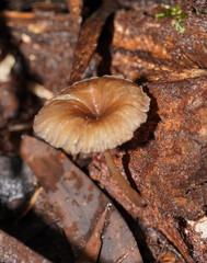 Trogia straminea