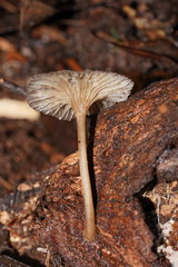 Trogia straminea