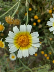 Glebionis coronaria