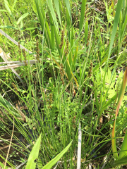 Carex prairea